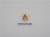 藏品(聯美苔蛾)的圖片